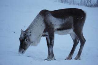 Дома для отпуска Lapin Lumilomat Экясломполо Дом с 1 спальней-53